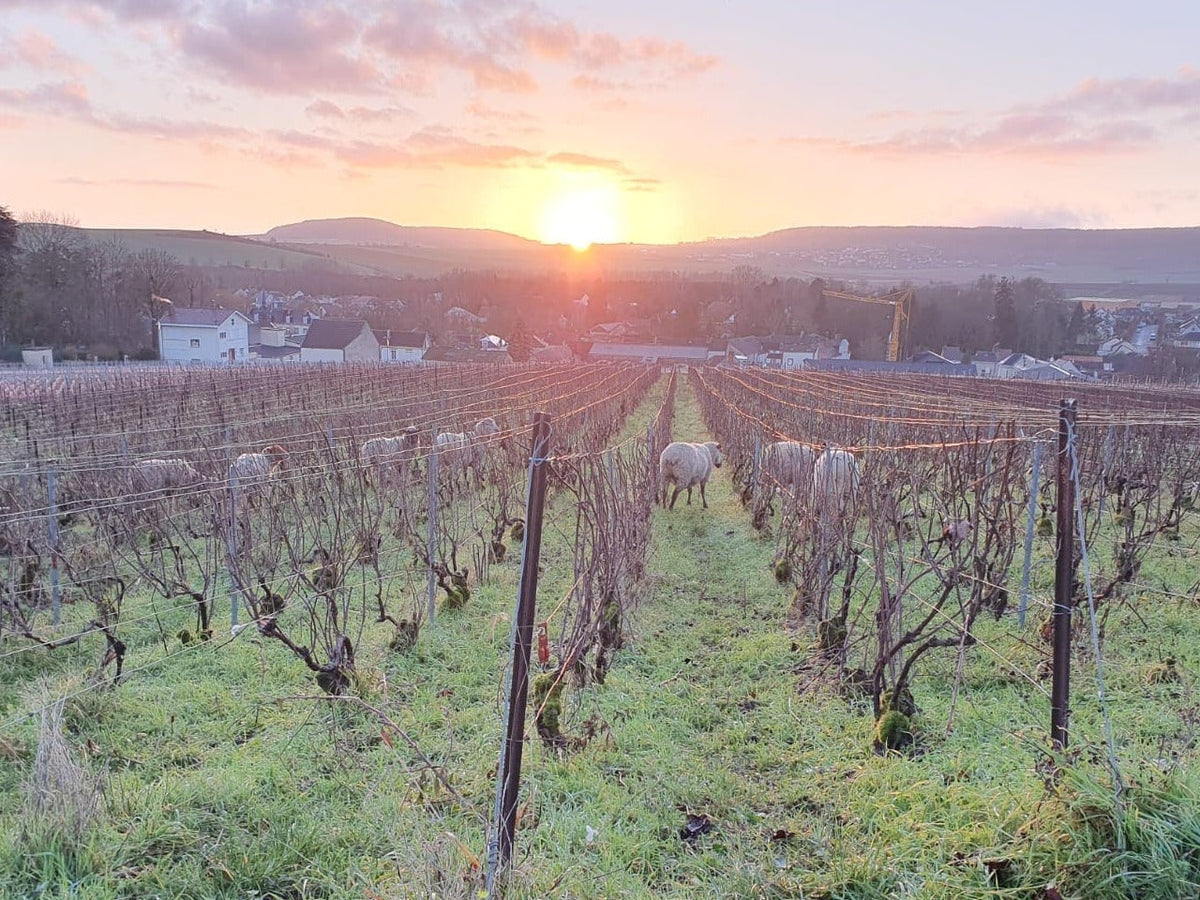 Acht Rebsorten im Champagner: welche das sind und warum Sie nur drei kennen Quast Collection