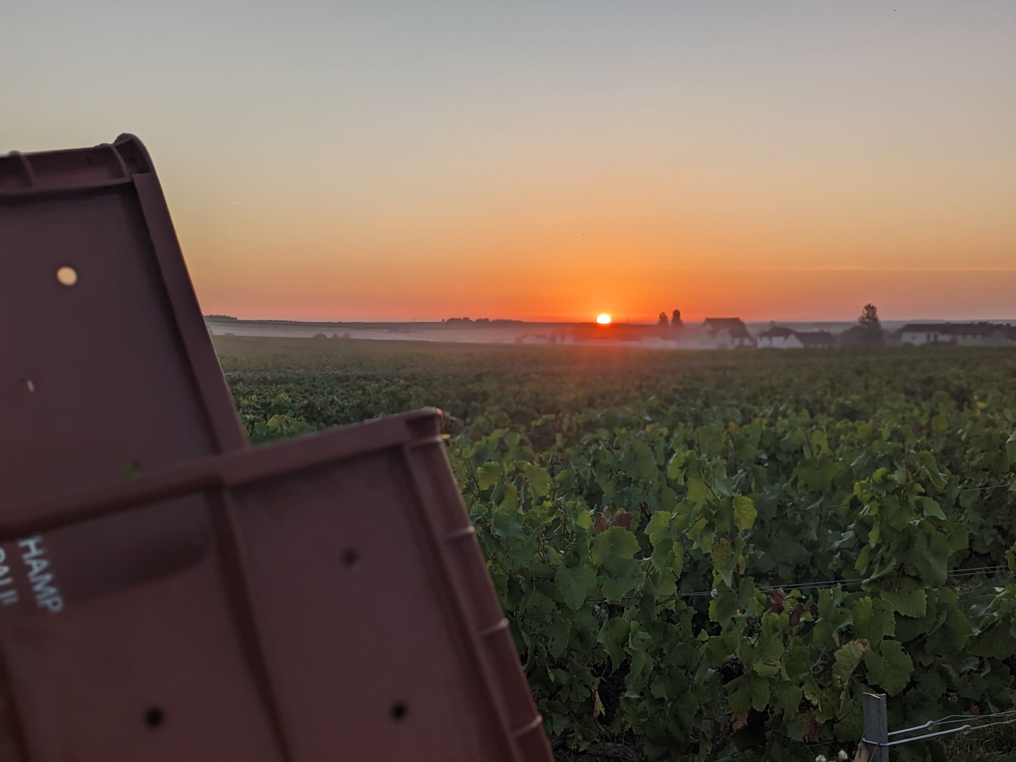 Montagne de Reims